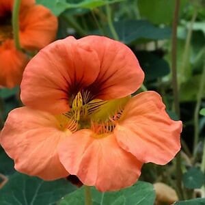 Nasturtium Seeds "Vesuvius" 15 Seeds