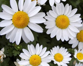 Shasta Daisy "Alaska" 100+ Seeds