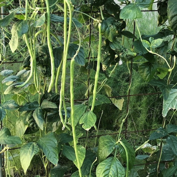 Green Bean “Yard long” “asparagus” seeds - vegetable seeds- easy to grow