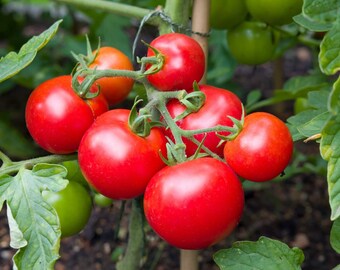 Money maker tomato seeds- 25+ seeds