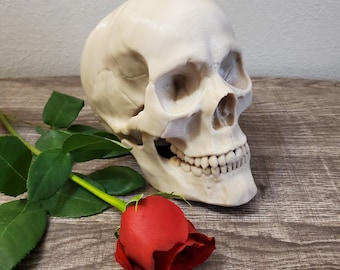 Life Size 3D Printed Anatomical Human Male Skull | Halloween Decoration | Artist Drawing Supply | Bone White PLA Plastic | Many more colors!