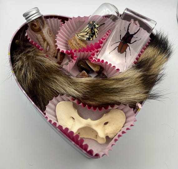 Beginner Oddity Box | Wet Specimen Butterfly Coyote Atlas Bone Bug In Resin Raccoon Tail Curiosity Gothic Vulture Culture Valentines Day|