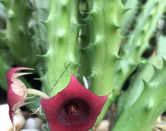 Rare Huernia Stepelia Starfish Flower Red Dragon rooted - Etsy Australia