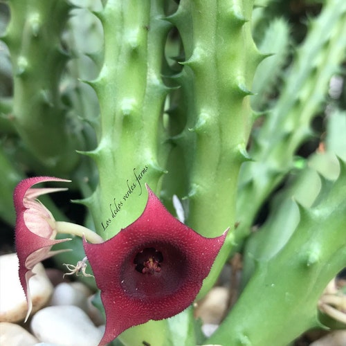 Rare Huernia Stepelia Starfish Flower Red Dragon rooted - Etsy