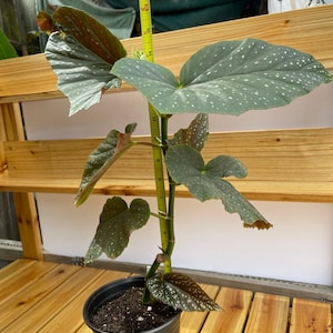 Angel wing Begonia