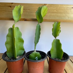 White Dragonfruit (ships in pot)