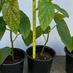 Tall Polka Dot Begonia (ships in pot)