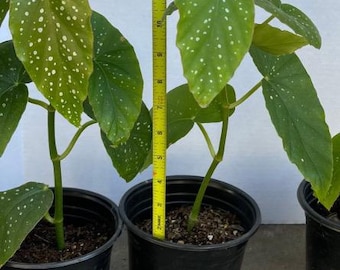 Tall Polka Dot Begonia (ships in pot)