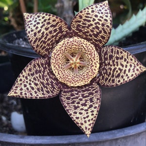Star Fish Flower Orbea Variegata Stapelia / ships in pot!