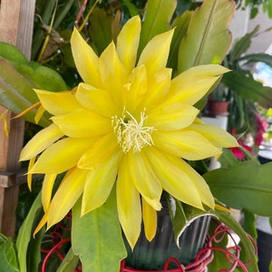 Yellow Sunshine XL Epiphyllum orchid cactus  flower (ships in pot)