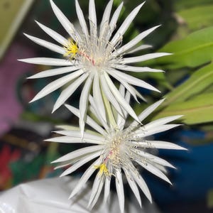 White Epiphyllum oxypetalum orchid cactus  (ships in pot)