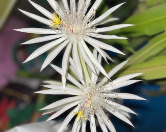 White Epiphyllum oxypetalum orchid cactus  (ships in pot)