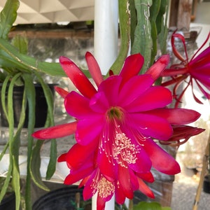 Fuchsia Epiphyllum orchid cactus / extra large flower (Ships in Pot)
