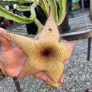 Stapelia Gigantea / Starfish Flower/ Zulu carrion rooted (ships in pot)