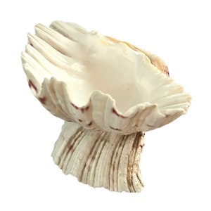 Vintage Shell Dish