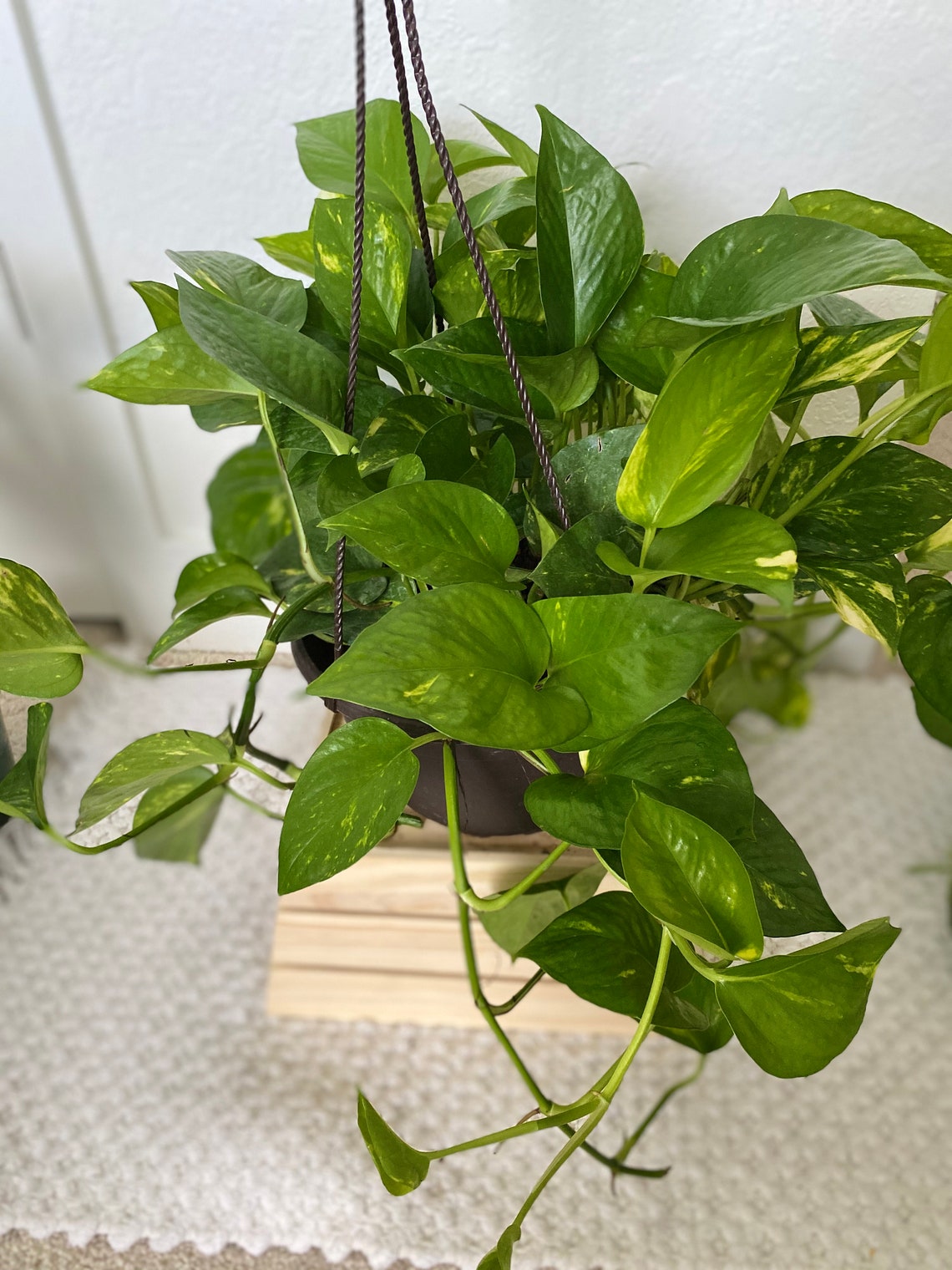 Big trailing Golden Pothos with hanging planter Etsy
