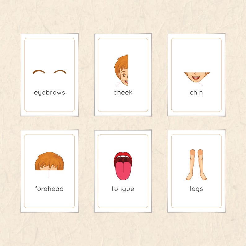 Human Body Parts Flashcards | Montessori Printable for Toddlers ...