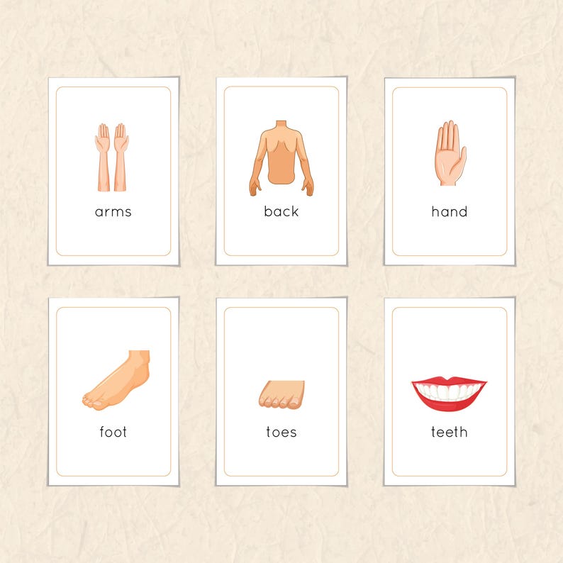 Human Body Parts Flashcards | Montessori Printable for Toddlers ...