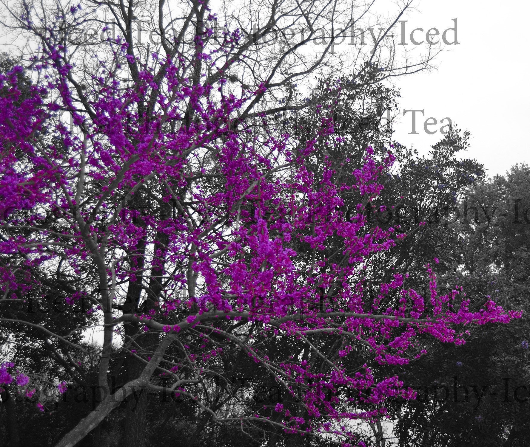 purple red bud purple red bud