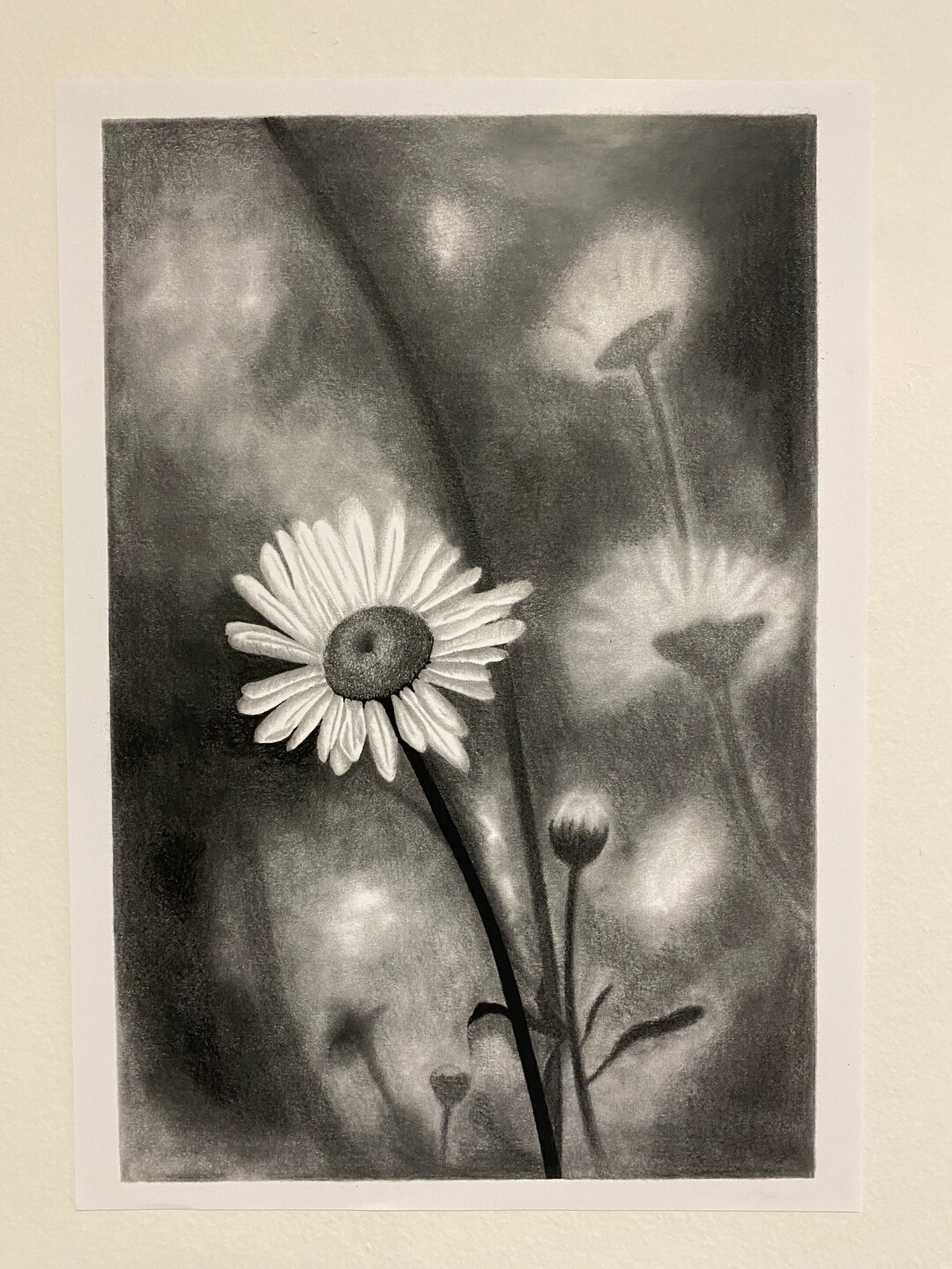 Print Original Daisy Drawing Graphite Pencil Charcoal Nature Etsy
