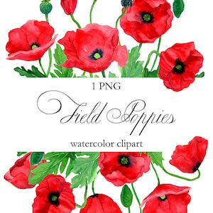 Clipart de fleurs de coquelicots rouges à l'aquarelle / Cadre de coquelicot botanique / Bouquet peint à la main / Invitations / Clipart de bordure florale / Carte de voeux