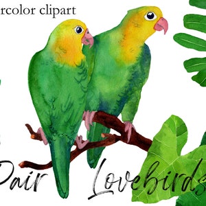 Aquarell Papageienpaar im tropischen Rahmen/Pärchen Lovebird Papageien/Tropische Vögel Clipart/Dekoratives Vogel Poster/Freie kommerzielle Nutzung
