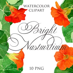 Acuarela Capuchina de otoño Clipart Set / 10 Archivos PNG Descarga digital / Botánica Elementos florales para la decoración de invitaciones / Imágenes prediseñadas de flores de jardín