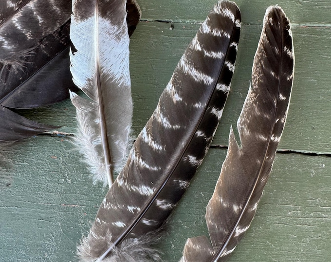 Featured listing image: Turkey Feather – Ethically Sourced Natural Feather for Ritual, Smudging, or Witchy Crafts