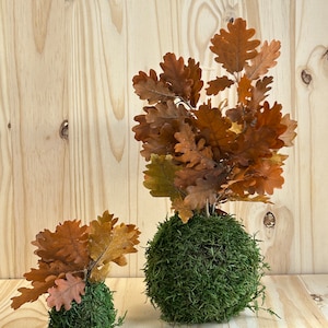 Stabilisiertes Kokedama