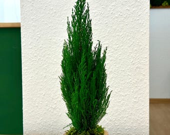 Preserved cypress | Preserved potted tree | Natural plant decoration | Low-maintenance plant | Handmade in France