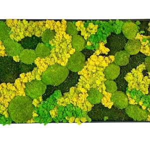 Tableau végétal stabilisé panoramique / rectangulaire « Terra Nova »