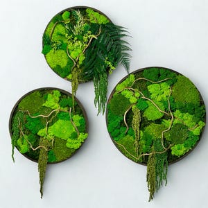 Può includere: Tre opere d'arte rotonde da parete con una cornice marrone scuro, riempite con varie tonalità di muschio e piante verdi. Alcuni pezzi hanno piante pendenti e sottili viti color oro. L'arte è montata su un muro bianco.