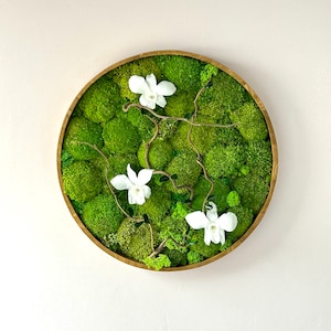 Round stabilized plant painting with white orchids – Natural wall decoration in moss, lichen & branches – Natural wood frame or