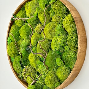 Pittura vegetale stabilizzata “Auréa”