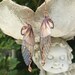 Woodland Fairy Grunge Earrings, Cottage Fairy Wing Earrings, Crystal Butterfly or Cicada Insect Jewelry, Copper Wires,  Naturecore Gift Idea 