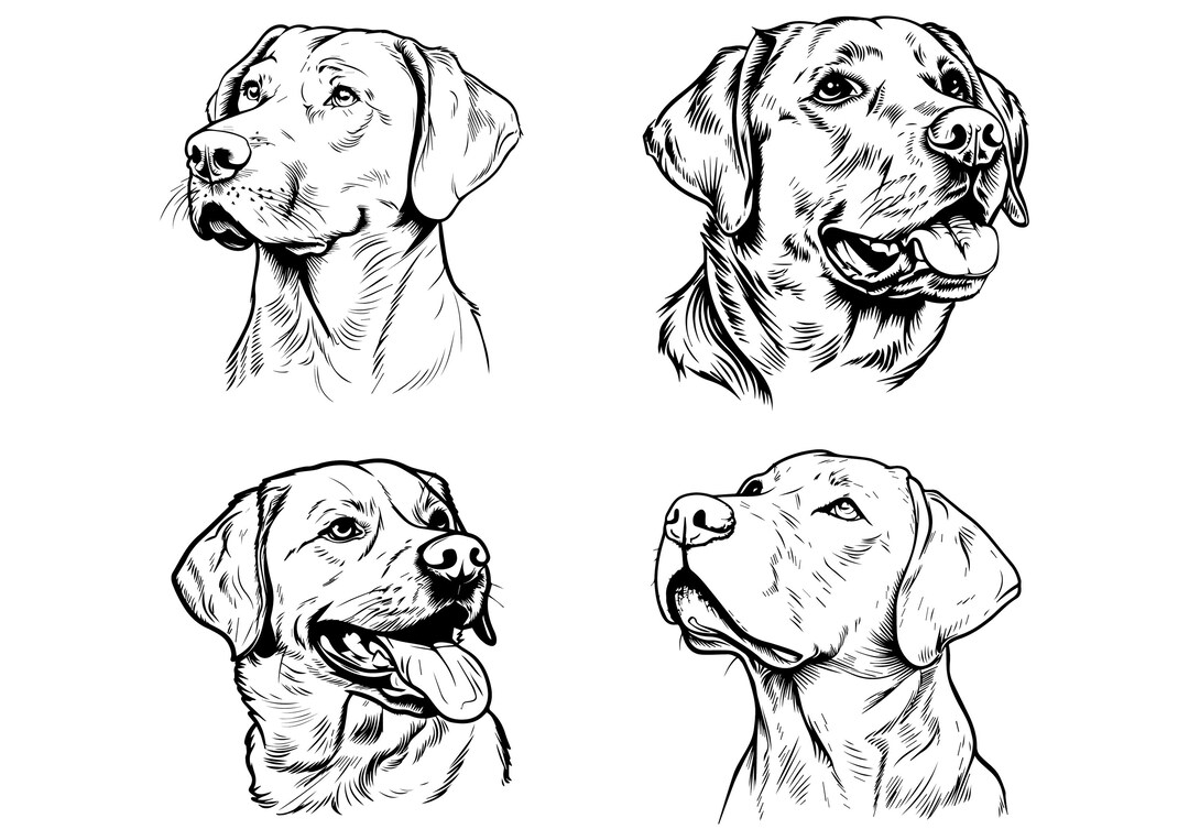 Labrador Retriever Clipart Bundle: Dog SVG PNG for Cricut (digital ...