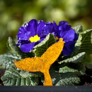 May include: A yellow metal fish tail ornament placed in a pot of purple primrose flowers with green leaves.