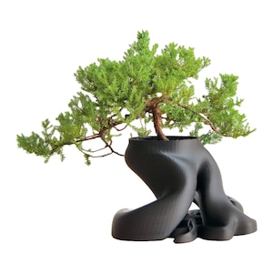 May include: A small green juniper bonsai tree in a black, textured, sculptural pot. The pot is shaped like a tree trunk with roots.