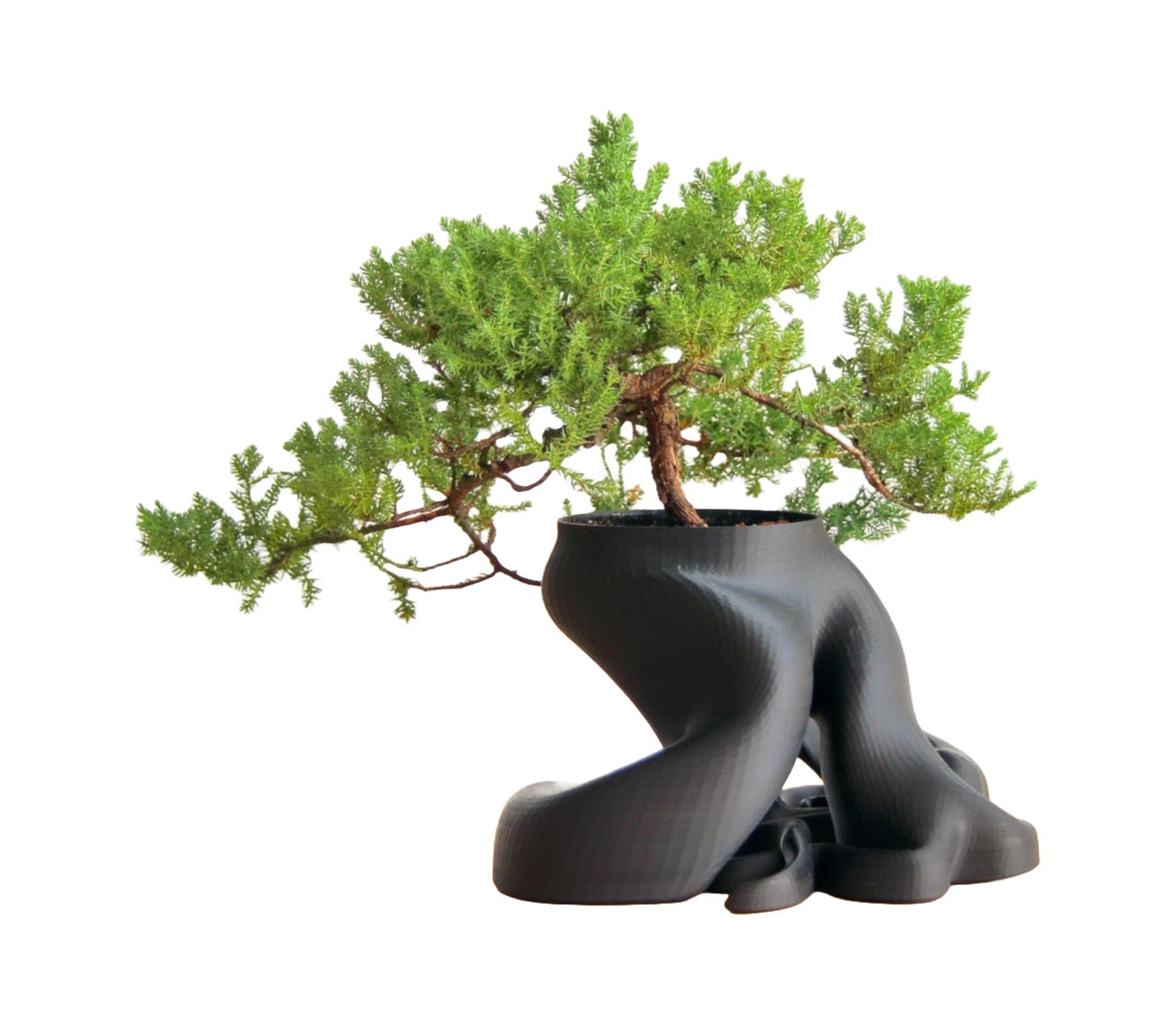 Bonsai Planter 3D Printed  Artistic Root Design, Modern Indoor Plant Pot  in Black - Etsy
