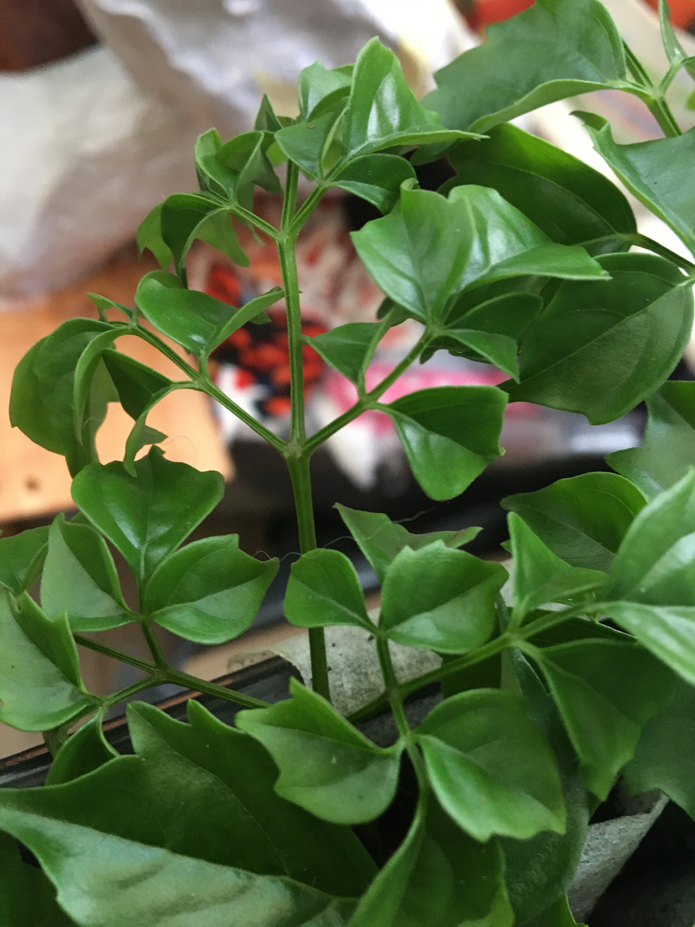 Radermachera china doll baby house plant. Well rooted in Etsy