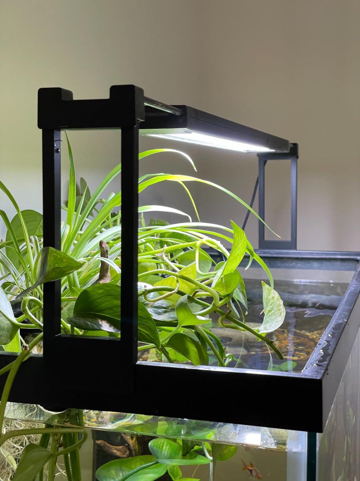 Blakes Aquatics Australia