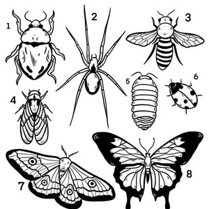 May include: Black and white line drawings of eight different insects, including a spider, a bee, a ladybug, a cicada, a moth, a butterfly, a beetle, and a pill bug. The insects are numbered 1 through 8.