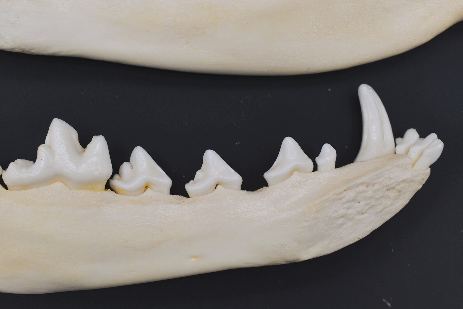 Coyote Jaw Bone Fragments Craft Materials Jewelry Art Supply | Etsy