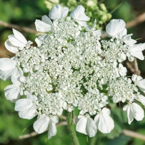 Anise Herb Seeds