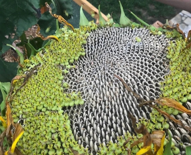 Israeli Giant Sunflower Seeds 10 Seeds Etsy