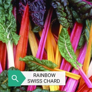 Rainbow Swiss Chard Seeds
