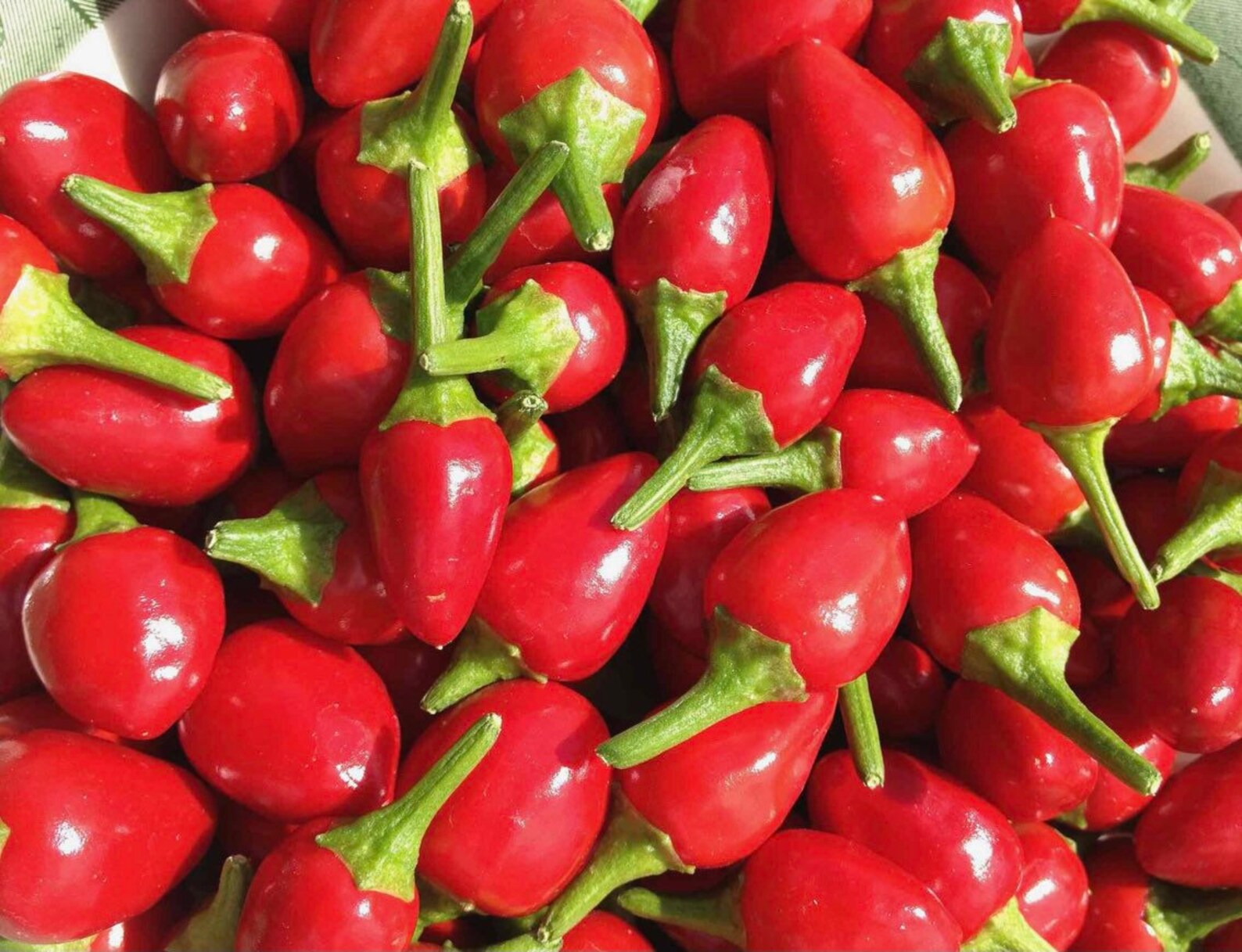 Mexico Pepper Chiltepin Seed 10 Seeds Etsy