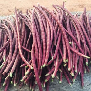 Thai Purple Bush Bean Seeds
