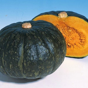 Winter Squash Japanese Hokkori Seeds (5+ Seeds)