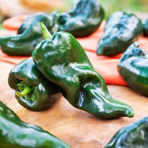 Ancho Hot Pepper Seeds